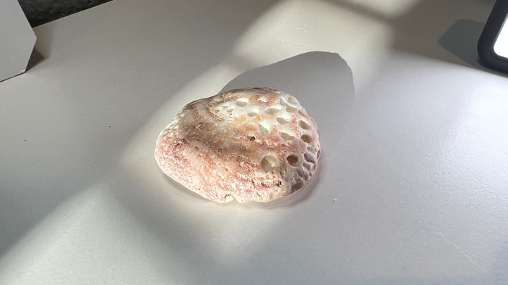 Ocean-worn Shell